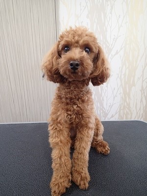 『今回もサッパリお願いします!』