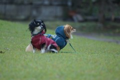 トリミングブログ