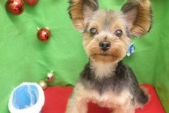 『さっぱりしてもらいました！似合う？？』