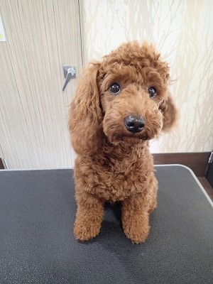 『モコモコしてきたのよ～』