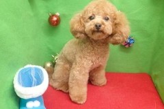 『頑張ってアフロにするんだ！』