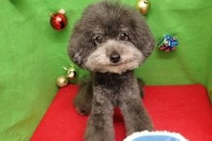 『いつも通りモコモコです♪』