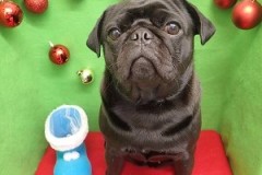 『つややかでしょ♪』