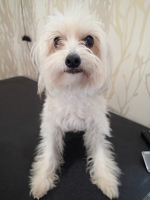 『短くお願いします!』