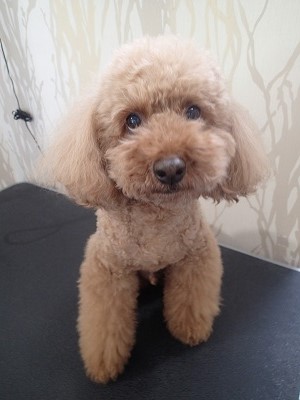 『昨日のハロウィン凄かったね。』