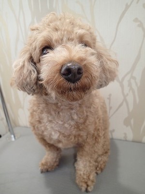 『前回の感じで!』