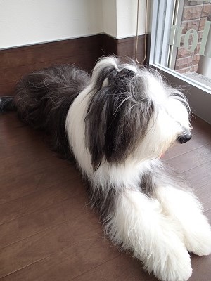 『しゃんぷー？行きたくないなー。』