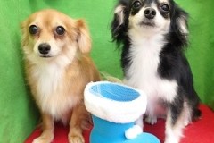 『シャンプーコースでサッパリ♪』