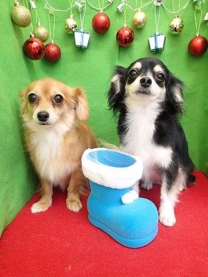 『シャンプーコースでサッパリ♪』