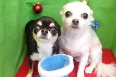 『年賀状の写真も撮ってもらったよ♪』