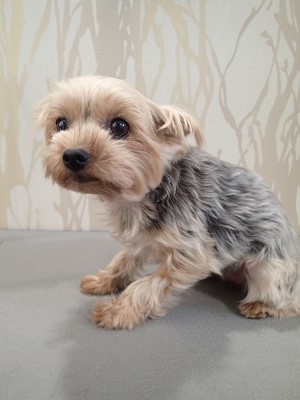 『パックにドキドキ☆』