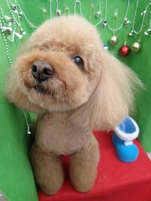 『クリスマスだねー！来月どうすんの？笑』