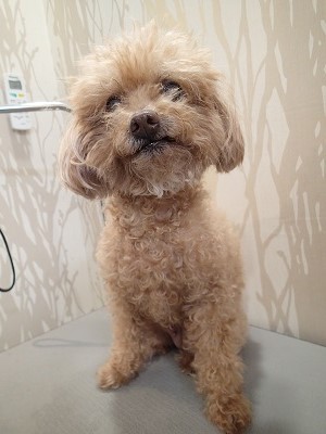 『短くしてください!』