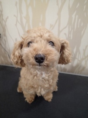 『今日はトリミング!よろしくお願いします!』