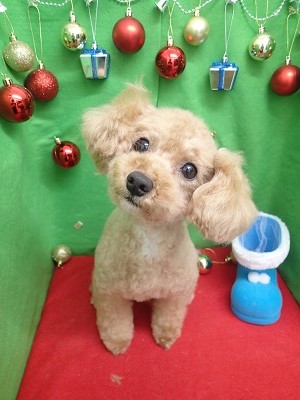 『可愛くしてもらいました♪』