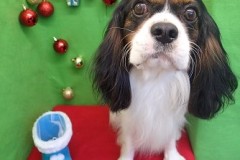 『もうクリスマスなんですね♪』