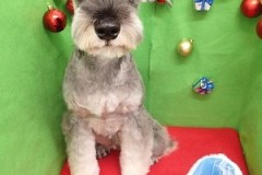 『バッチリかっこよくしてもらいました！！』