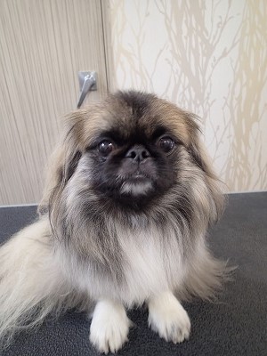 『パックのキャンペーンうれしいね♪』