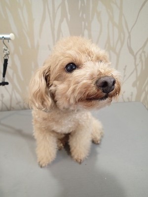 『いつも通りにしてね!』