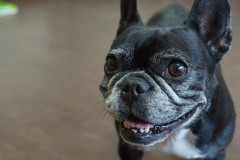 トリミングブログ