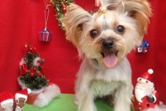 『毛ツヤも良い感じでしょ？』