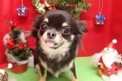 『あたしも頑張りました☆』