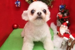 『丸く可愛くしてもらったよ♪』