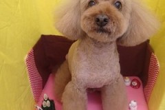 『いつものカット♪今年もありがと☆』