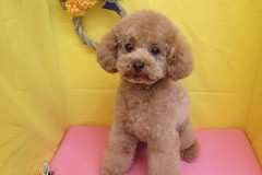 『どお？アフロでしょ♪』