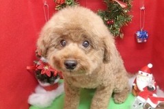 『お顔周り整えてもらいました！』