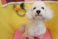 『ピーナッツカットってやつにしてもらいました！』