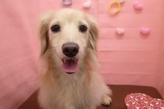 『すっごいサラサラだよ☆』