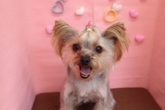 『いっぱい結んでもらった！』