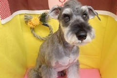 『モヒカンも整えてもらいました！』