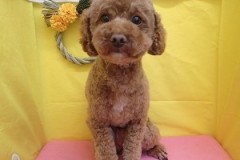 『カッコよく仕上げてもらいました！』