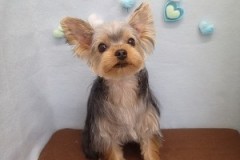 『いつも通り可愛くなりました♪』