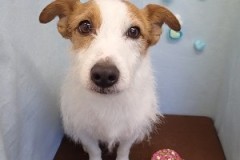 『真っ白になりました☆』