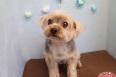 『サラサラで整えてもらいました！』