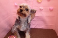 『可愛いでしょ？？』