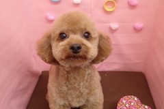 『サッパリカットしてもらいました☆』