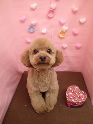 『サッパリカットしてもらいました☆』