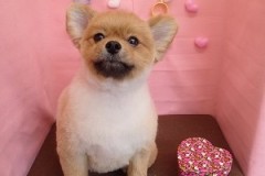 『可愛くなったでしょ♪柴の子犬みたいに☆』