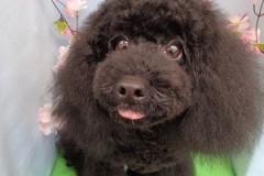 『ちょーふわふわー♪♪』