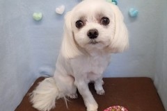 『スッキリ☆真っ白でしょ？！』