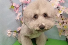 『ふわっふわ～♪』