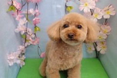 『ふわふわにキレイになりました☆』