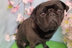 『ツヤツヤー♪』