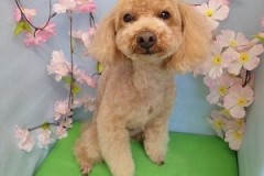 『桜！そろそろだよね♪』