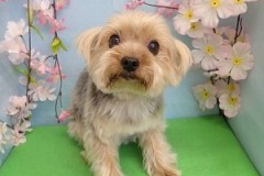 『サラサラ♪スッキリしたわ☆』