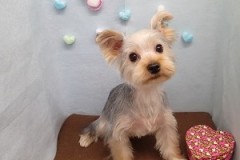 『バッサリイメチェンです！』